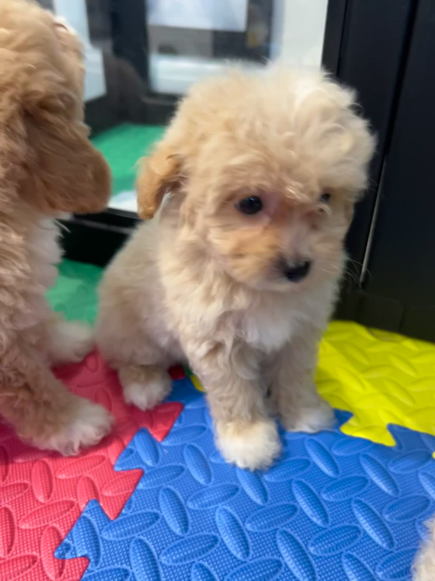 Maltipoo dogs for sale: 💙Maltipoo F1💜 - Video 1