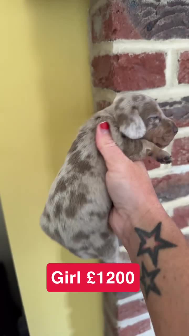 Dachshund dogs for sale: Mini dachshund puppies dapple Isabella tan  - Video 2