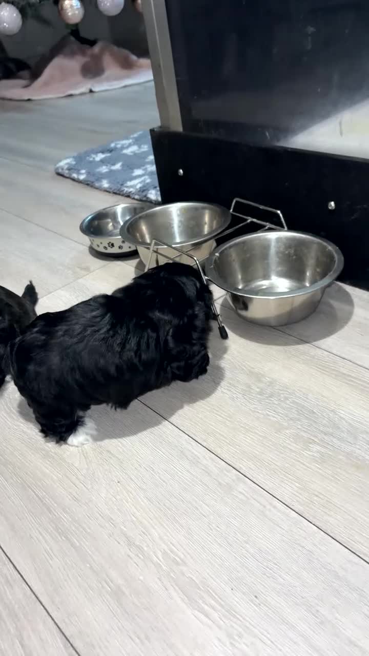 Shih Tzu dogs for sale: Beautiful Shih Tzu for sale  - Video 2