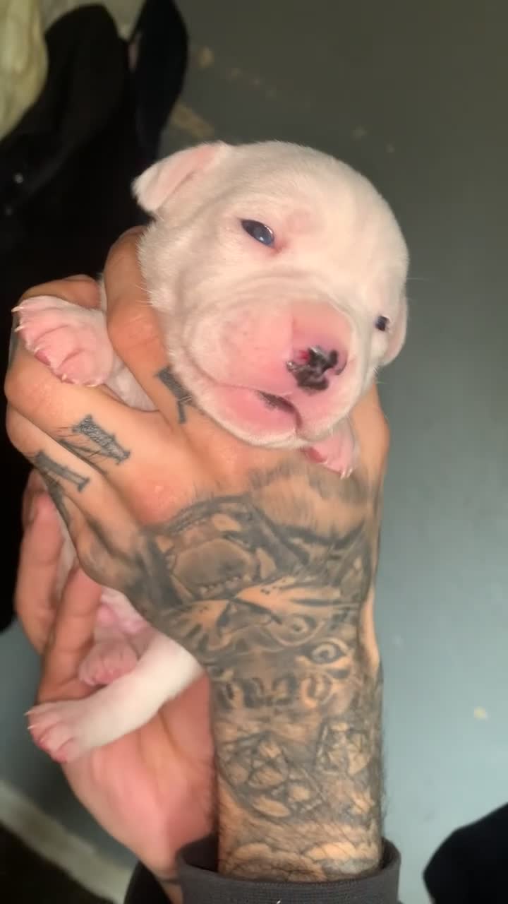 Mixed Breed dogs for sale: Puppies for sale 🏡  in Worcester - Video 2