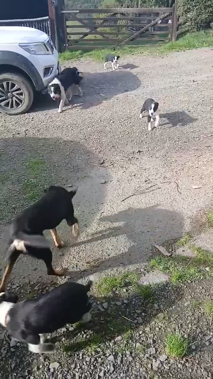 Border Collie dogs for sale: Border Collie pup's for sale  - Video 1
