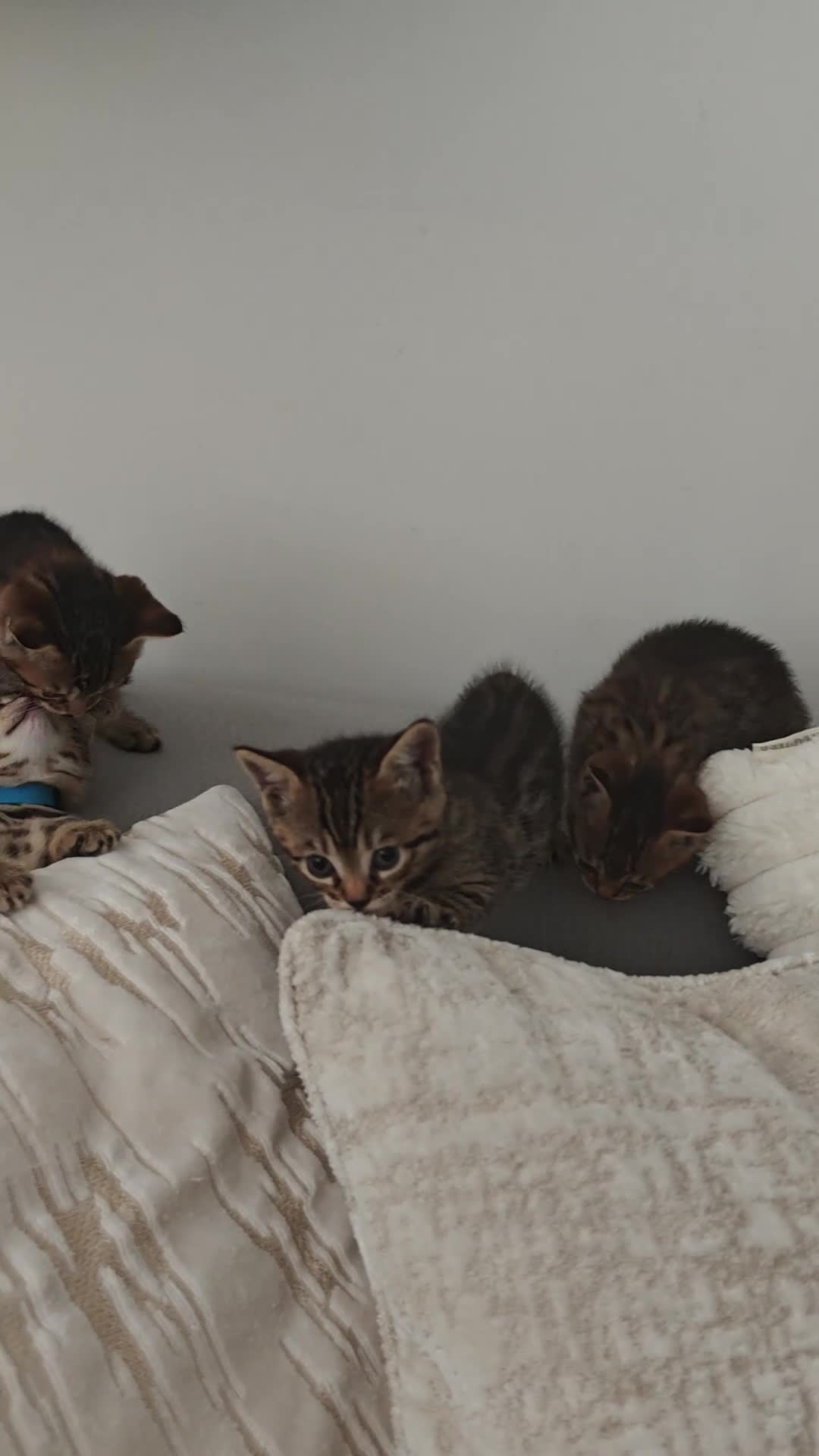 Mixed Breed cats for sale: Bengal cross BSH kittens in Wigston - Video 1