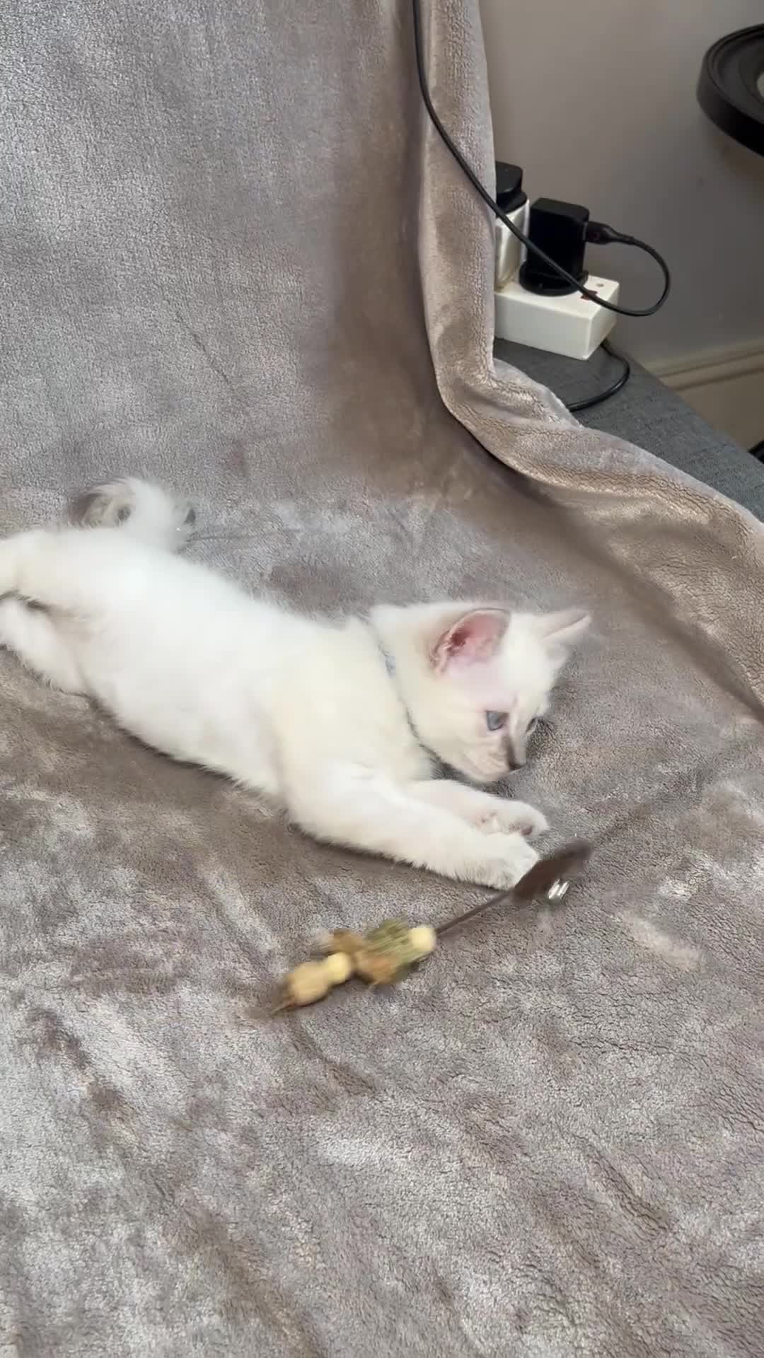 Ragdoll cats for sale: 😻Pure Ragdoll Kittens looking for loving home ❤️ - Video 1