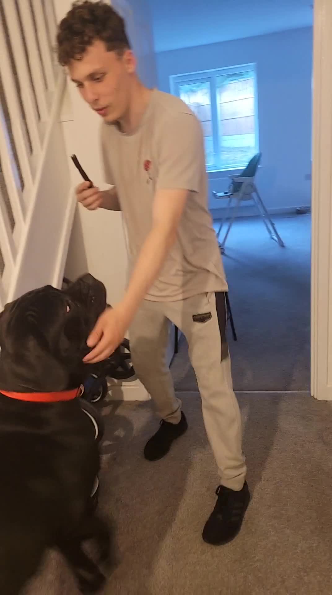 Cane Corso dogs for sale: Cane Corse Black- 2 years old - Video 2