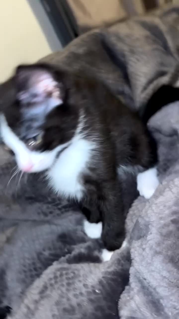 Mixed Breed cats for sale: Kittens for sale  - Video 4