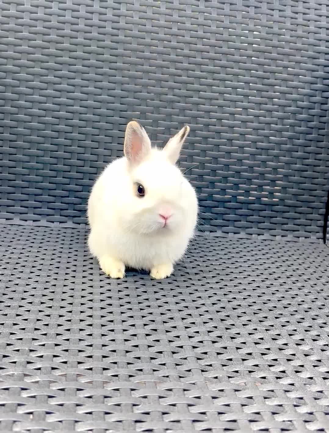 Netherland Dwarf rabbits for sale: Netherland Dwarf Boy  in London - Video 1