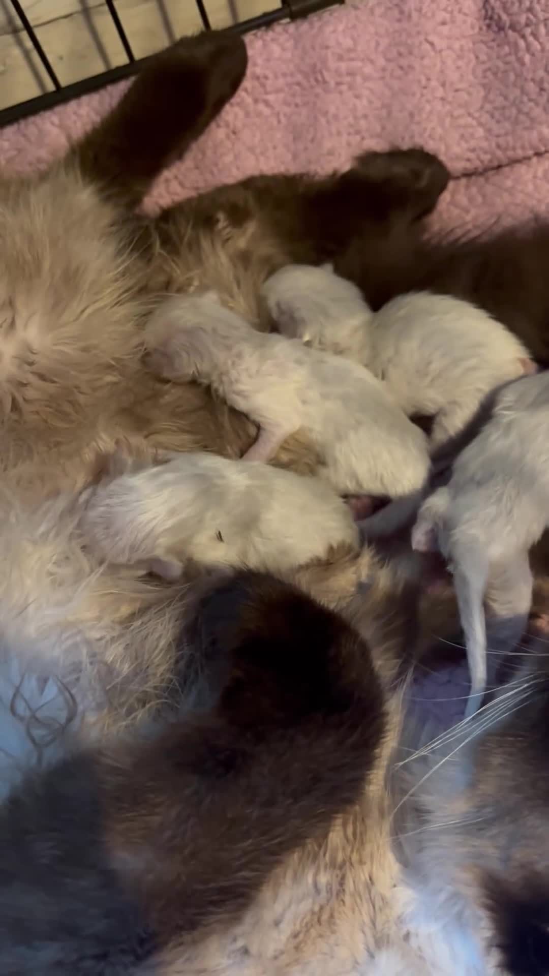 Ragdoll cats for sale: Ragdoll kittens  - Video 2