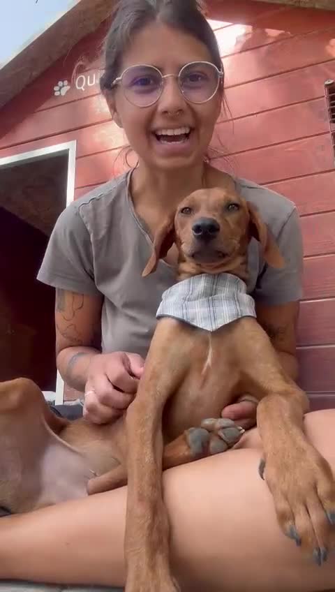 Mixed Breed dogs for adoption: Super Scout in Fleet - Video 2