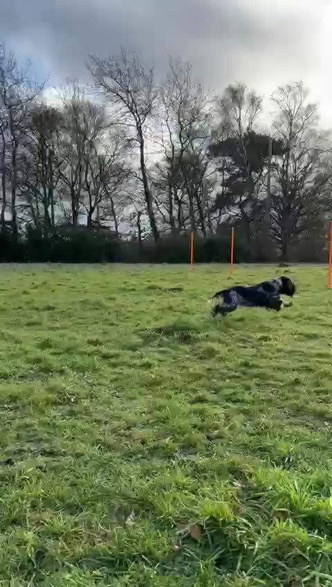 Cocker Spaniel dogs for sale: Beautiful kc registered show cocker spaniel - Video 2