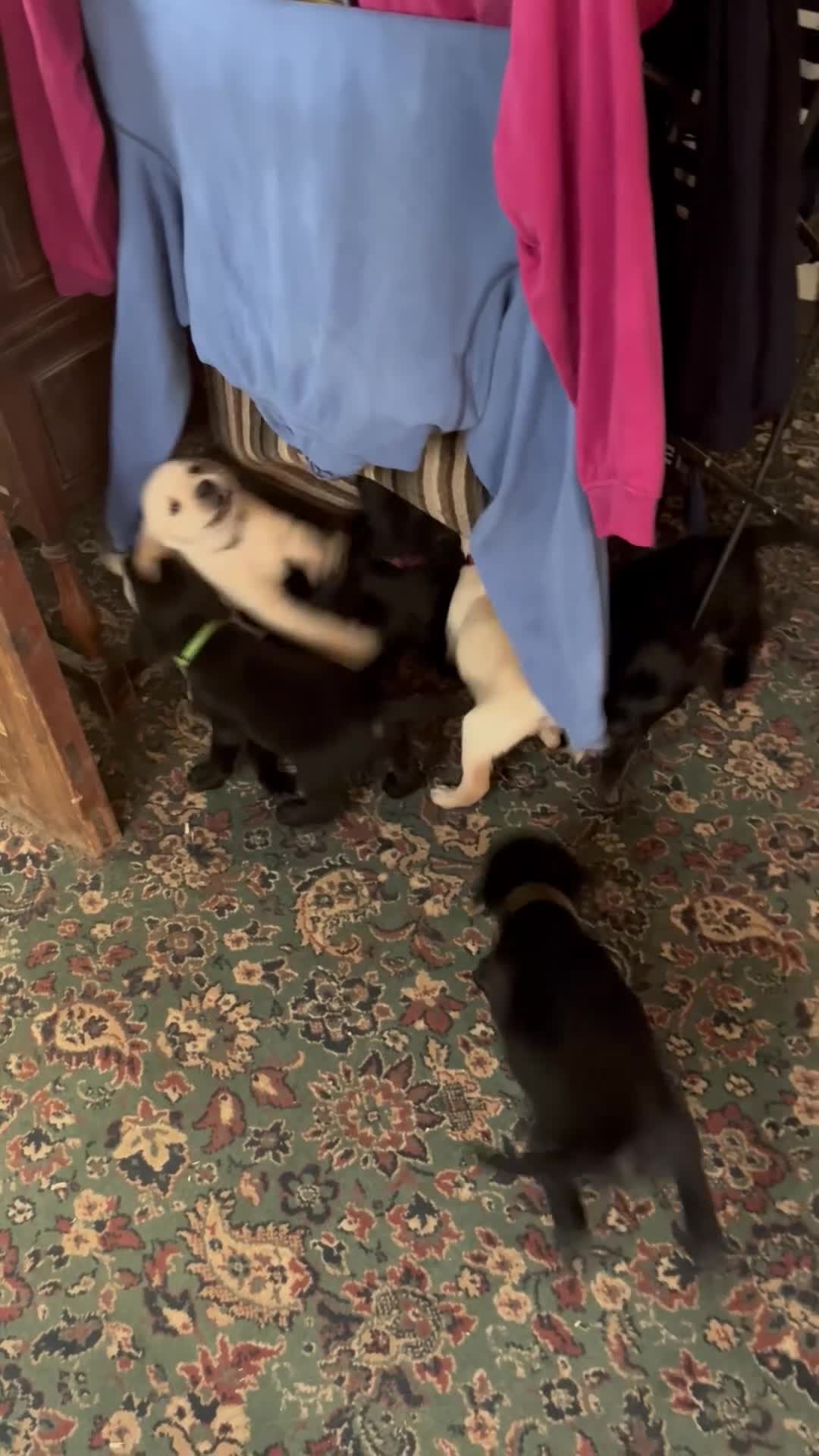 Labrador Retriever dogs for sale: Lovely KC Registered Black Labs for sales in Ledbury - Video 2