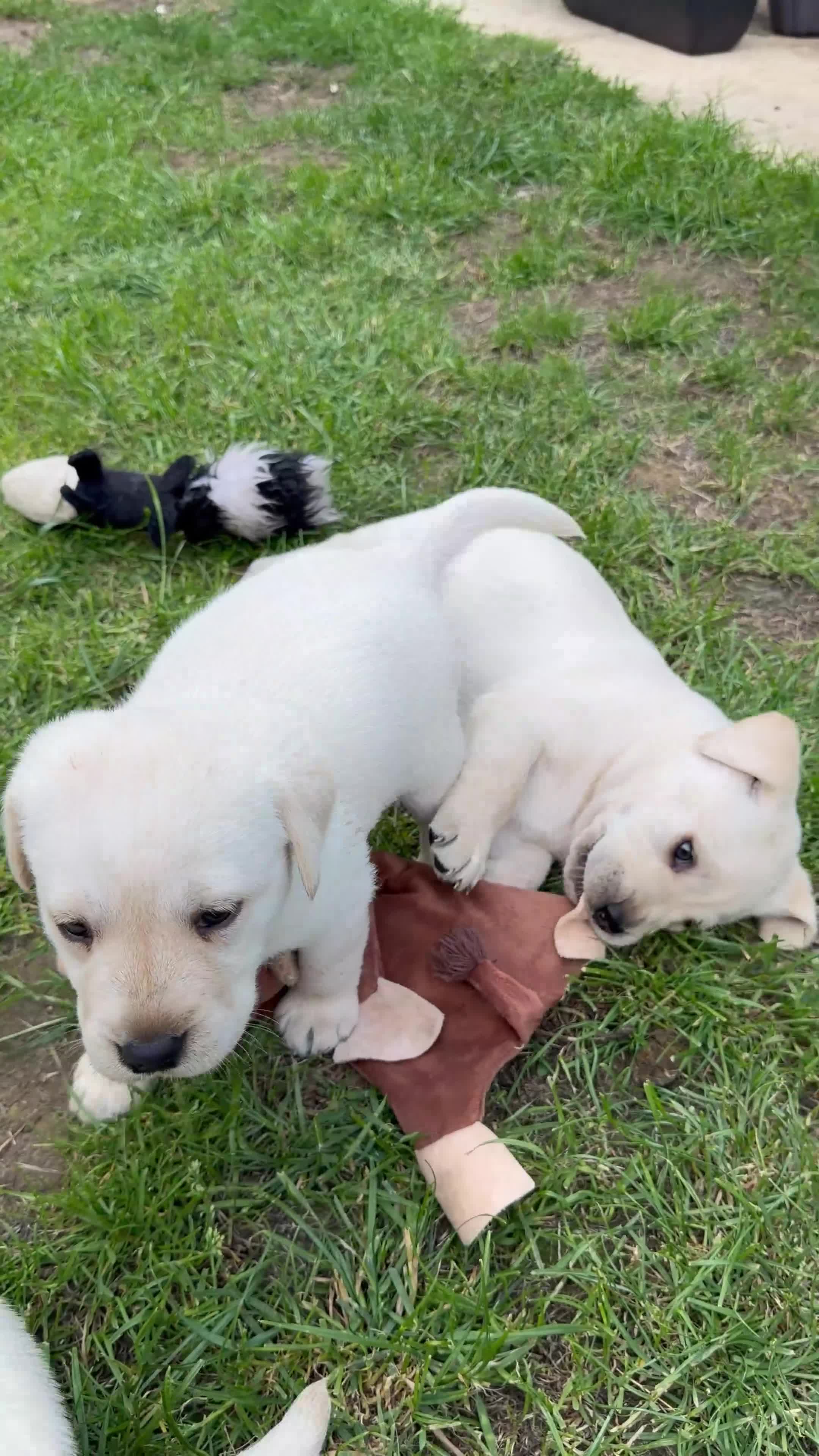 Labrador Retriever dogs for sale: (3 left) ADORABLE LABRADOR PUPPIES FOR SALE 🐾  - Video 3