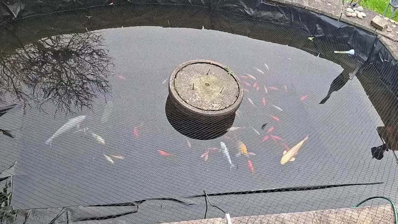 Koi Carp fish for sale: Mixture of Pond Fish including Koi Carp - Video 1
