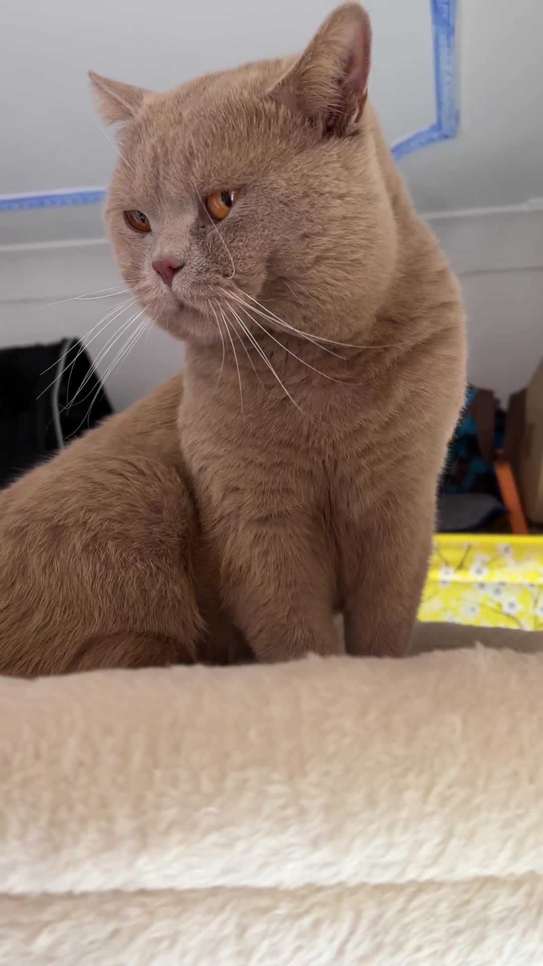 British Shorthair cats for sale: British shorthair  - Video 1