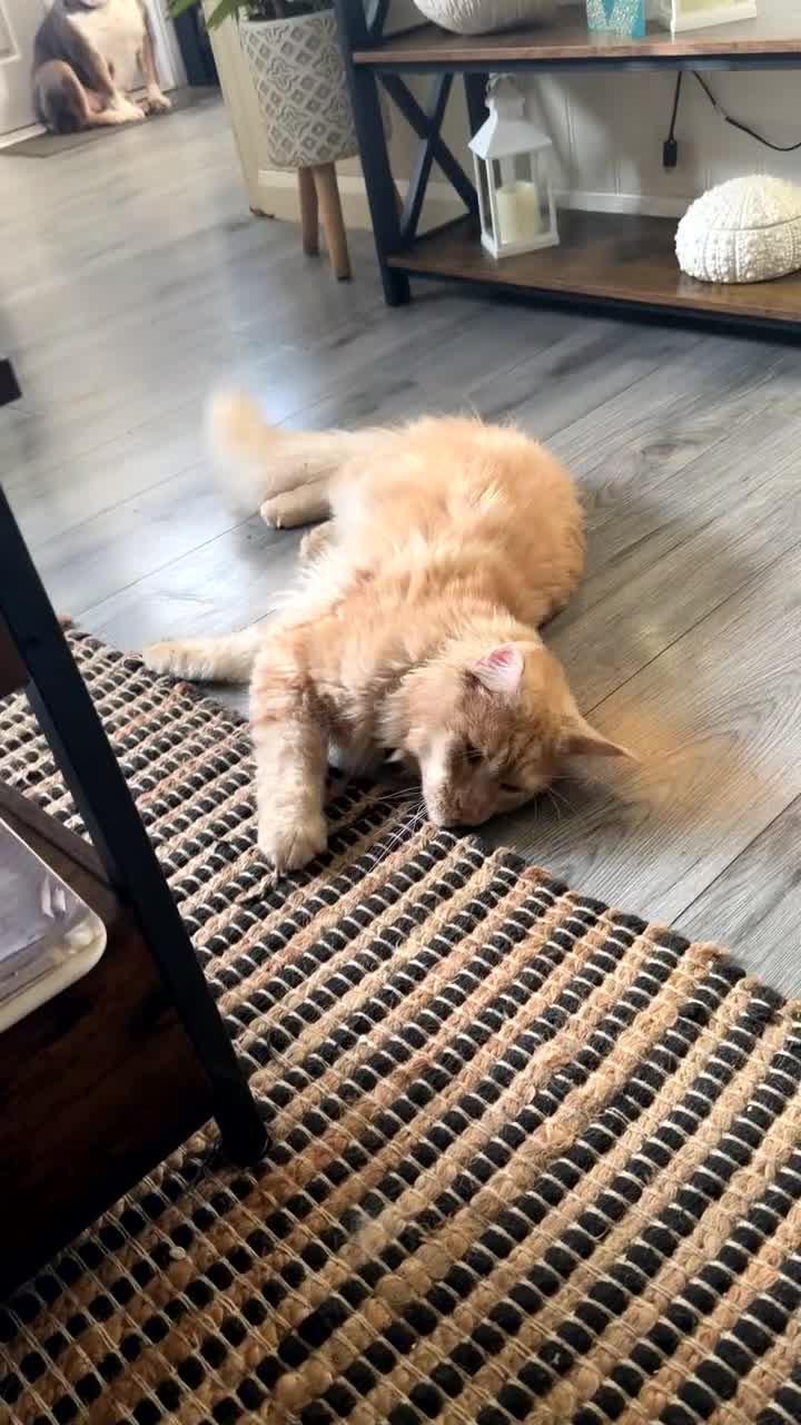 Maine Coon cats for sale: Male Maine Coon neutered in Bourne - Video 1