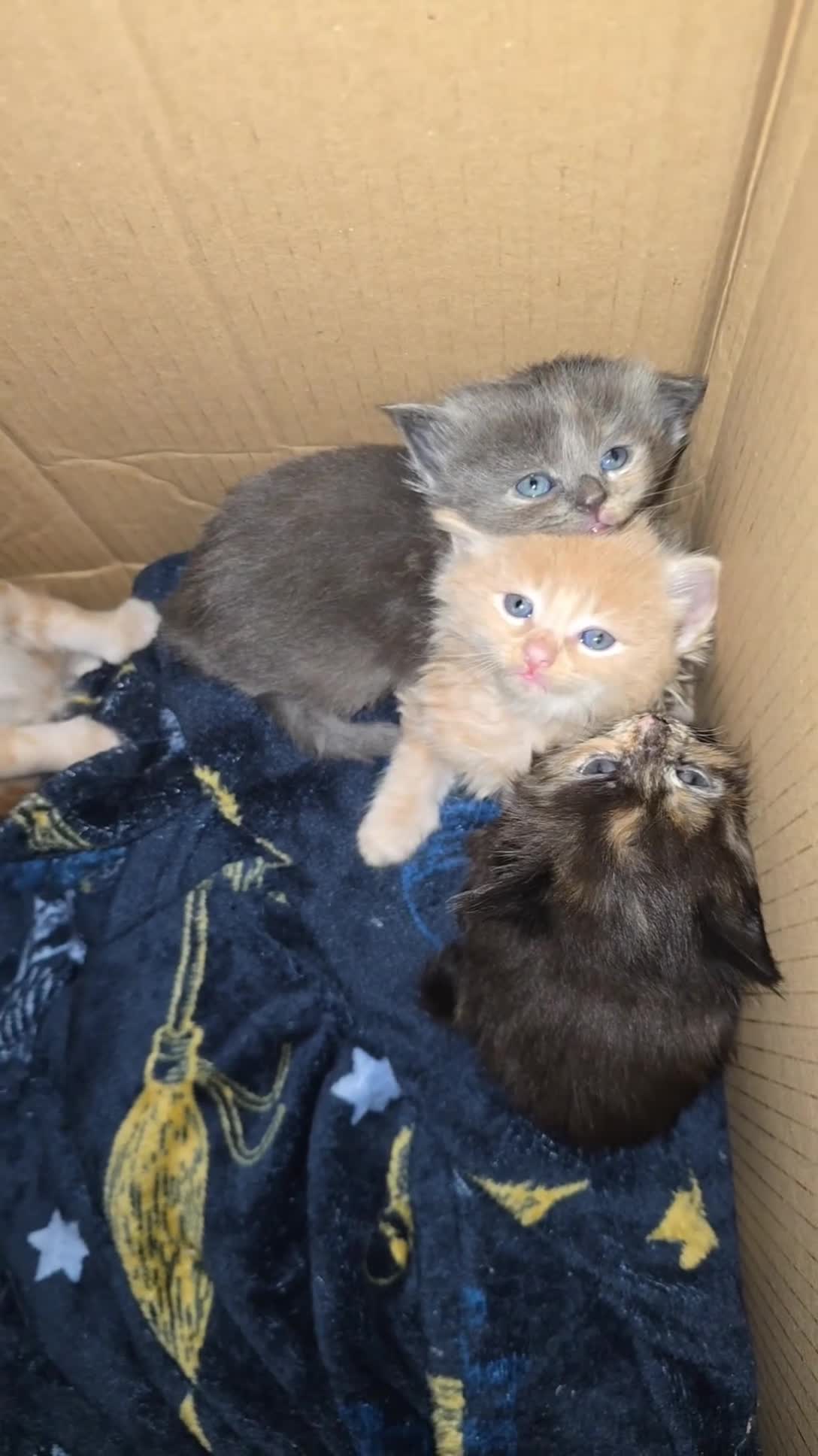 Mixed Breed cats for sale: Ragcoon mix kittens - Video 1