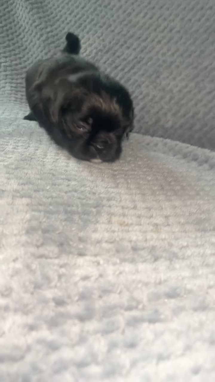 Shih Tzu dogs for sale: Pups for sale - Video 2