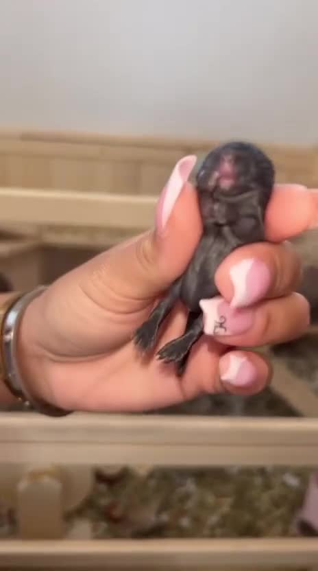 Gerbil rodents for sale: Need loving homes to go to be ready at 6 weeks - Video 2