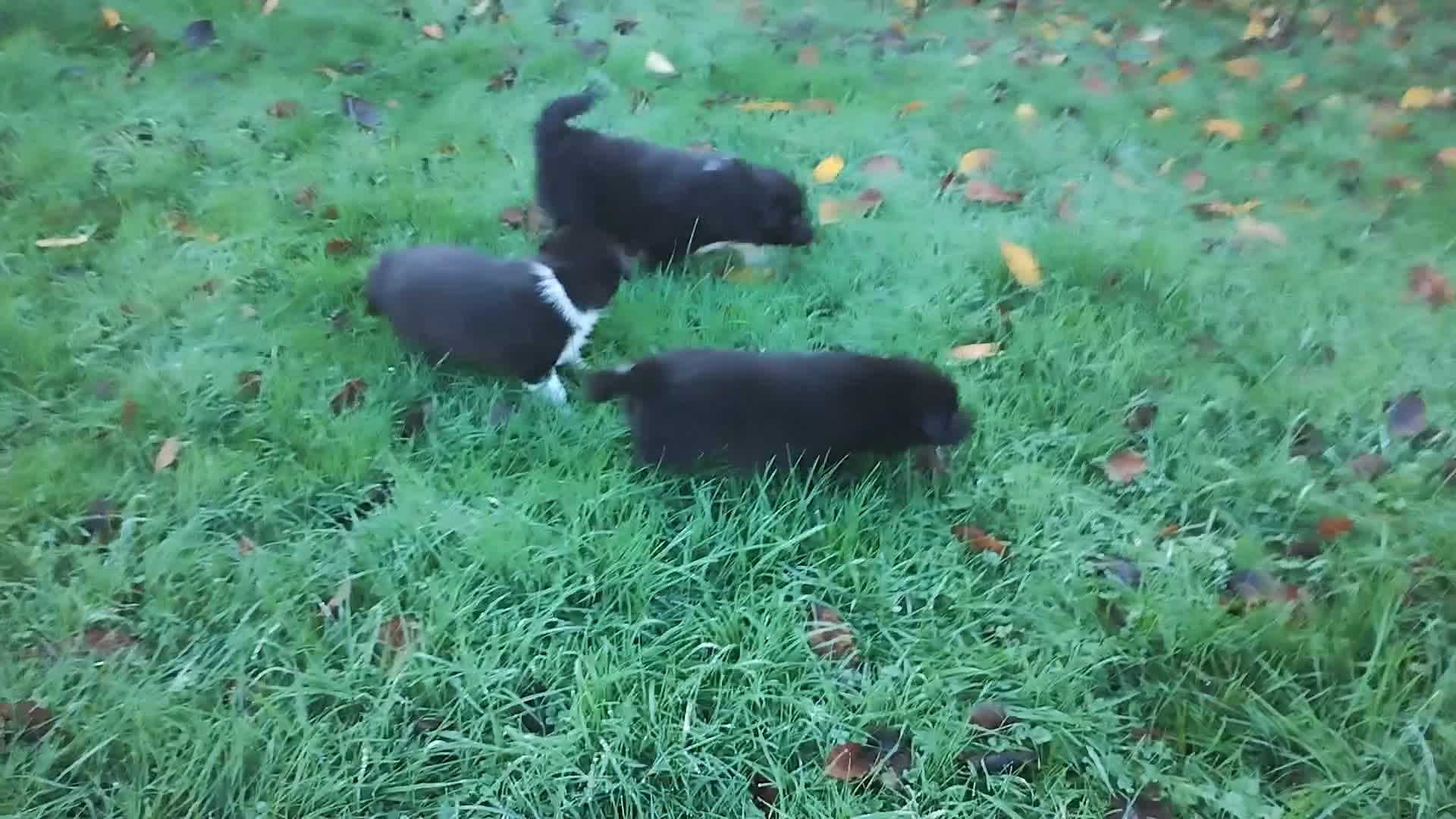 Border Collie dogs for sale: Border Collie Puppies Top Quality! - Video 1