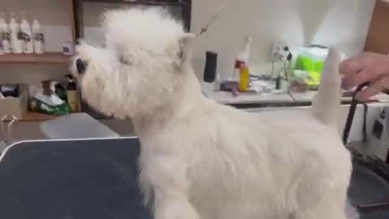 West Highland Terrier dogs for sale: Westie male for sale * champion sired *  - Video 1