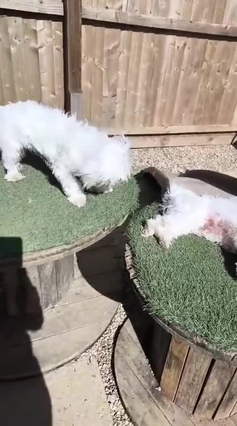 Bichon Frise dogs for sale: Two small Bichon Frise ready for their new home - Video 1