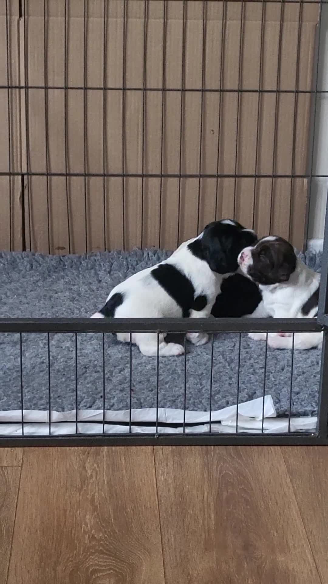 English Springer Spaniel dogs for sale: Two black and white and one liver and white - Video 3