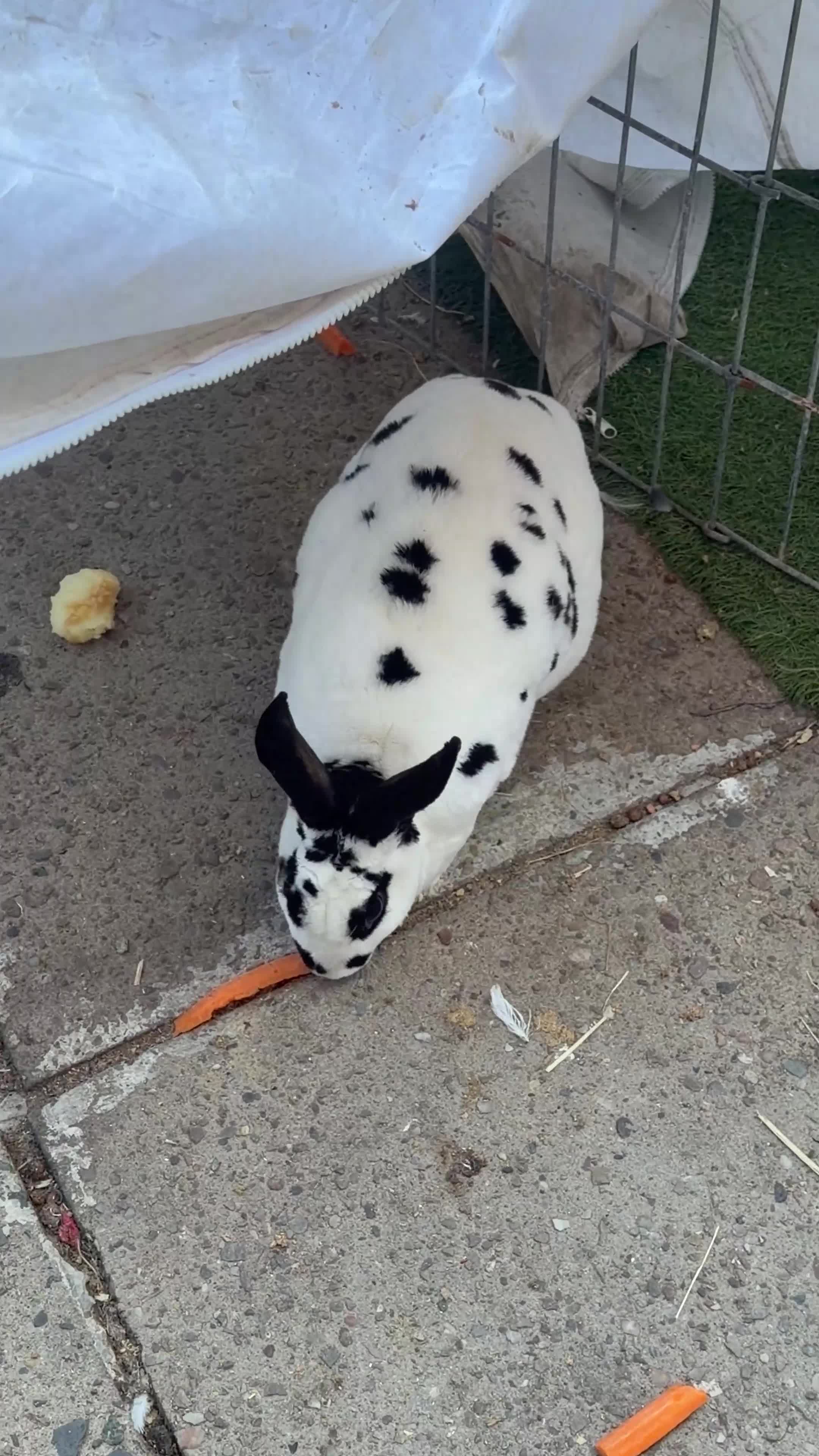English Spot rabbits for sale: English spotted Rabbit  - Video 1