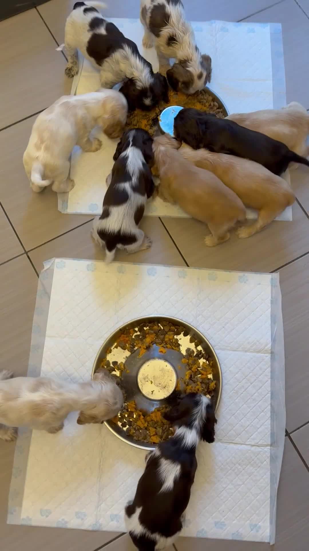 Cocker Spaniel dogs for sale: Show type cocker spaniels 🐶 ready now 🐶 - Video 3
