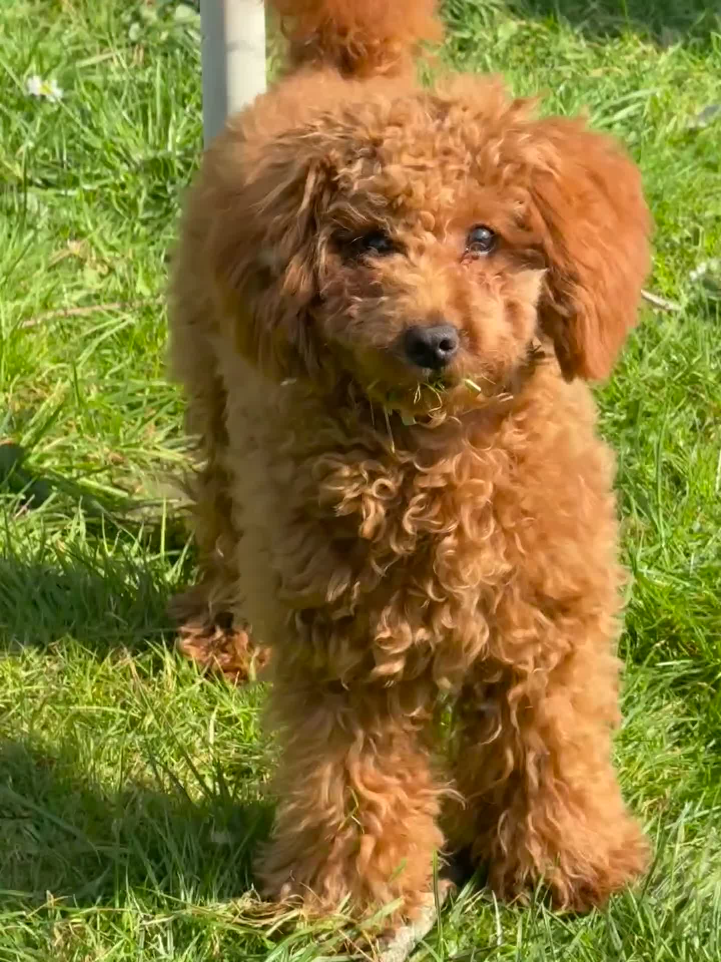 Toy Poodle dogs for sale: Female Toy Poodle  - Video 2