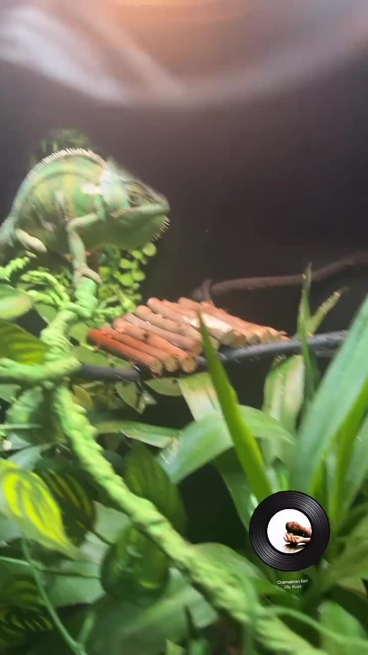 Chameleon reptiles for sale: Male veiled chameleon  - Video 1