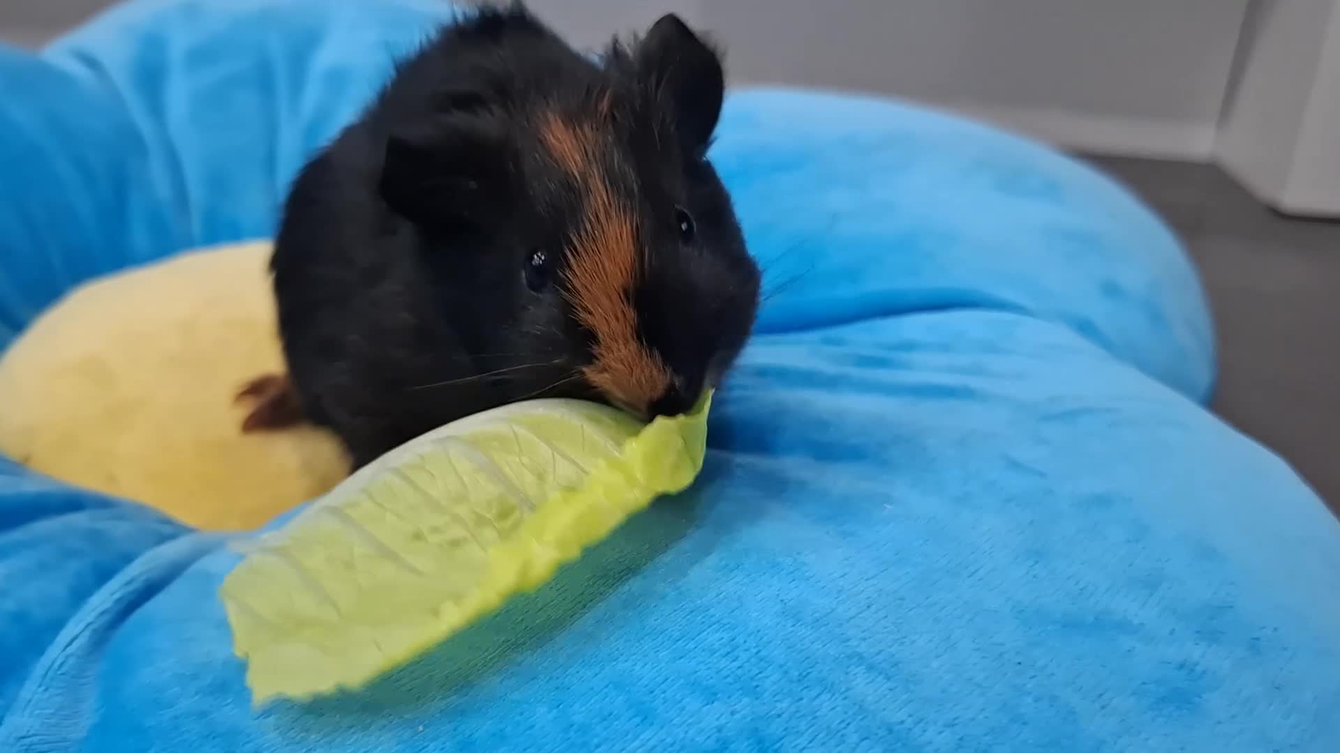 Guinea Pig rodents for sale: Marvelous males - Video 3