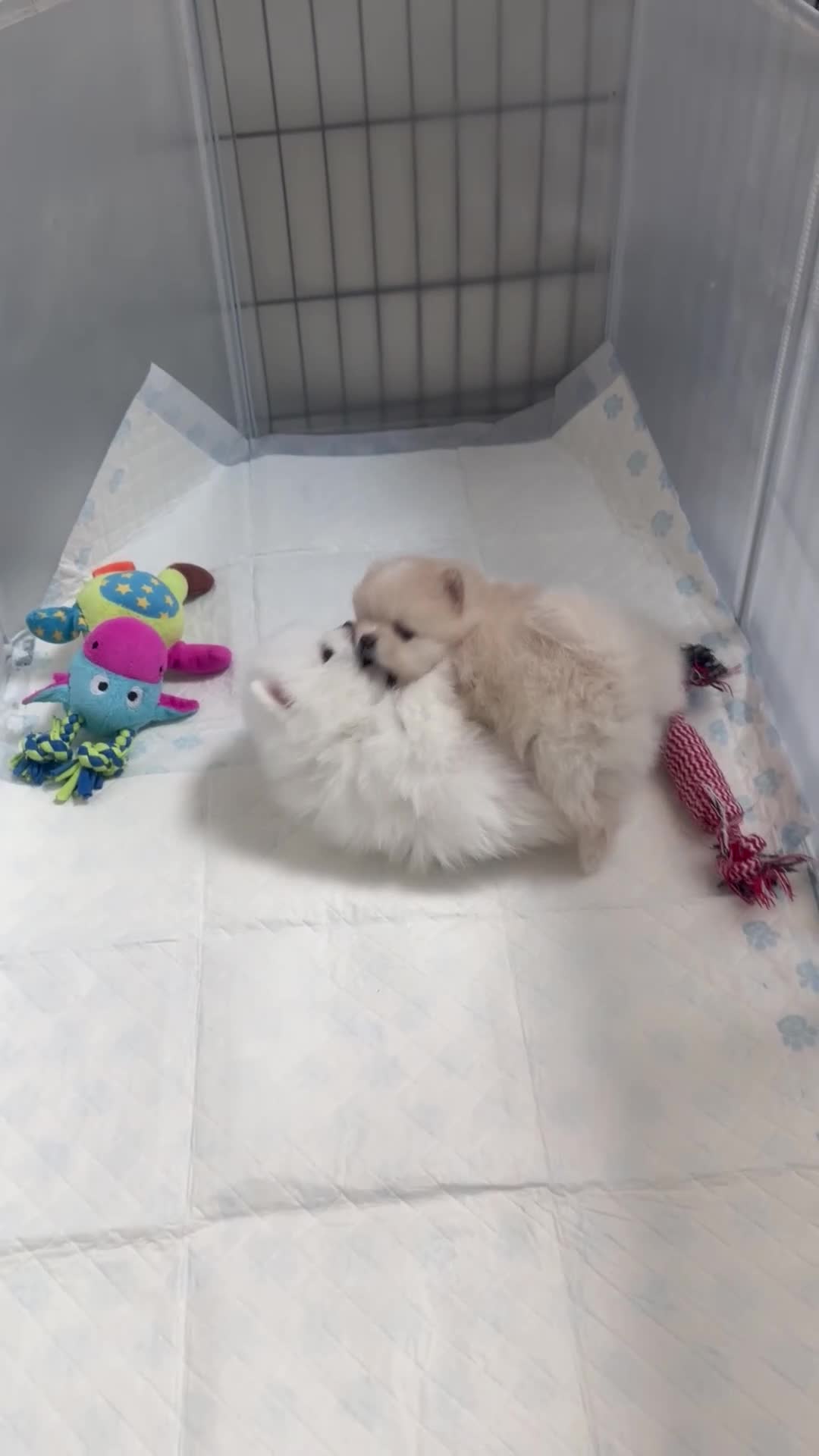 Pomeranian dogs for sale: Stunning Pomeranian Females KC reg. Russian lines - Video 2