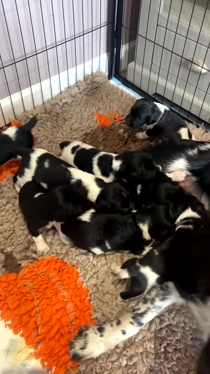 English Springer Spaniel dogs for sale: Kc health tested Springer spaniel pups  - Video 1