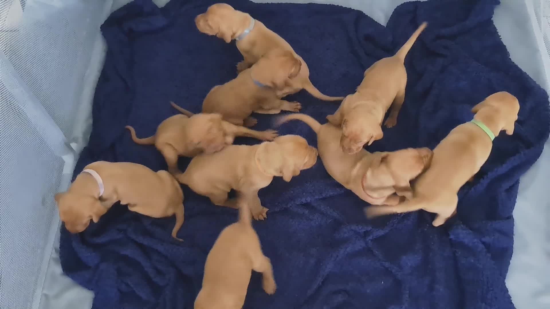 Hungarian Vizsla dogs for sale: Hungarian vizsla puppies  - Video 2