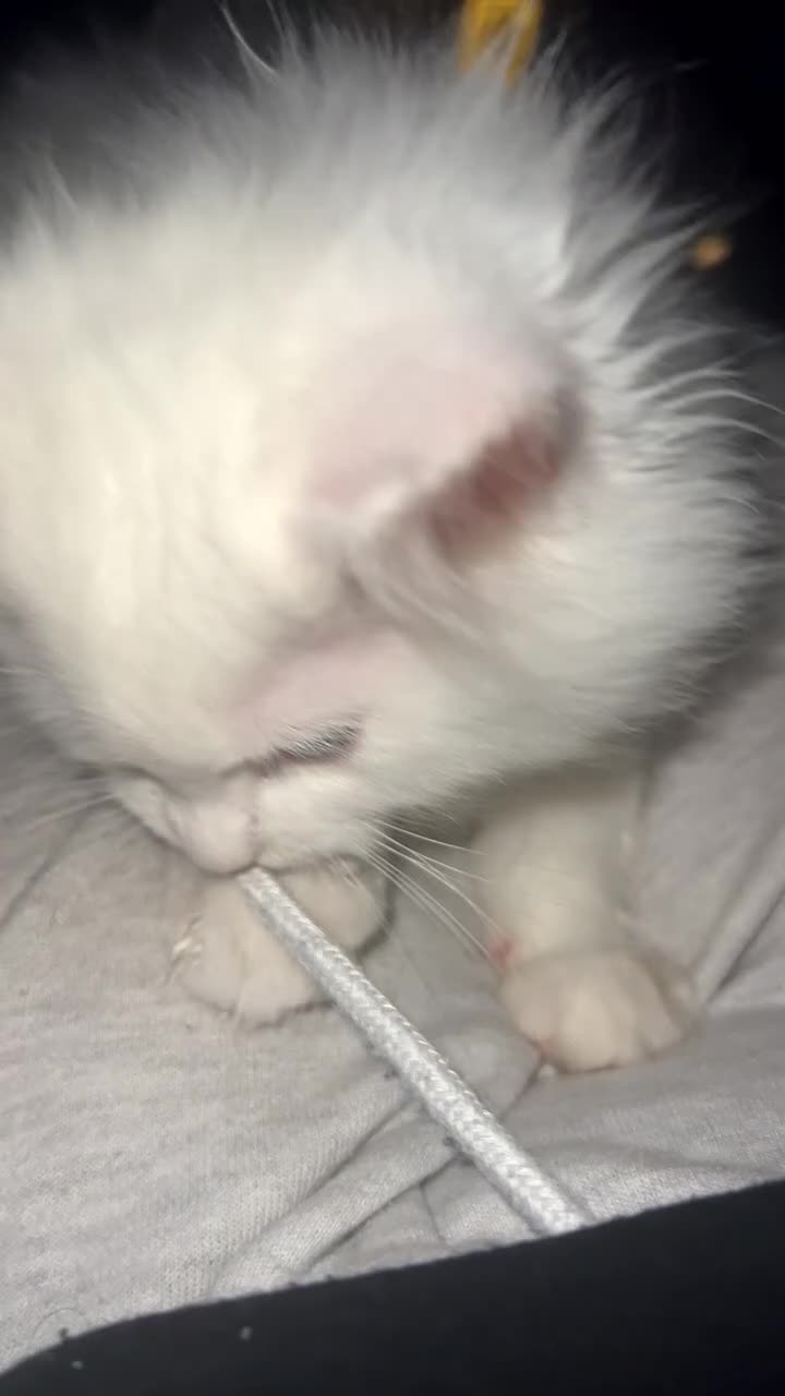 Maine Coon cats for sale: 2 odd eye male Mainecoon and 1 female smoke kitten - Video 2