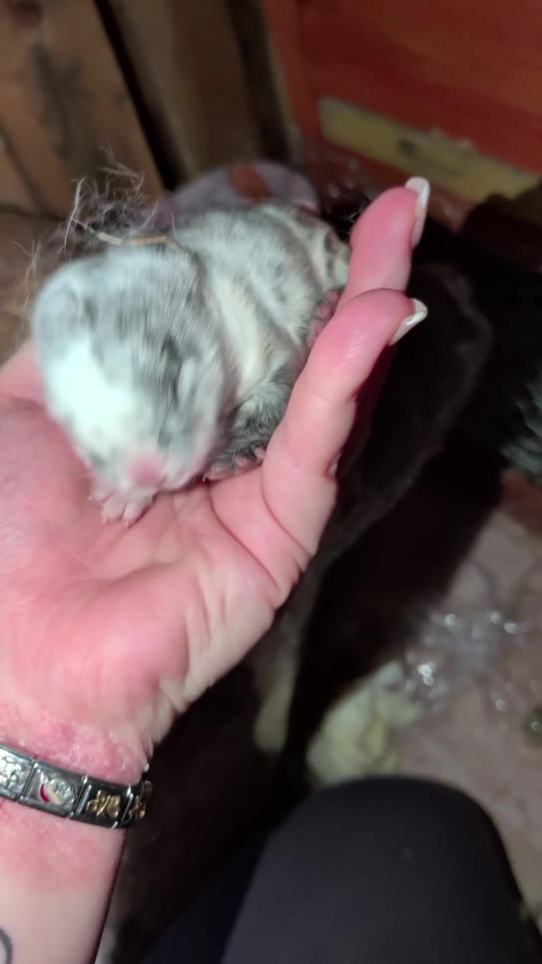 Mini Lop rabbits for sale: Mini lop bunnies  - Video 2