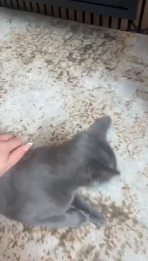 Russian Blue cats for sale: TICA active registered Pedigree Russian Blue Boy - Video 2