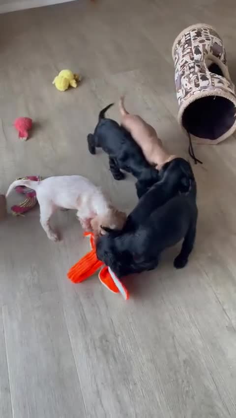 Cocker Spaniel dogs for sale: KC Reg Show Cocker Spaniels  - Video 1