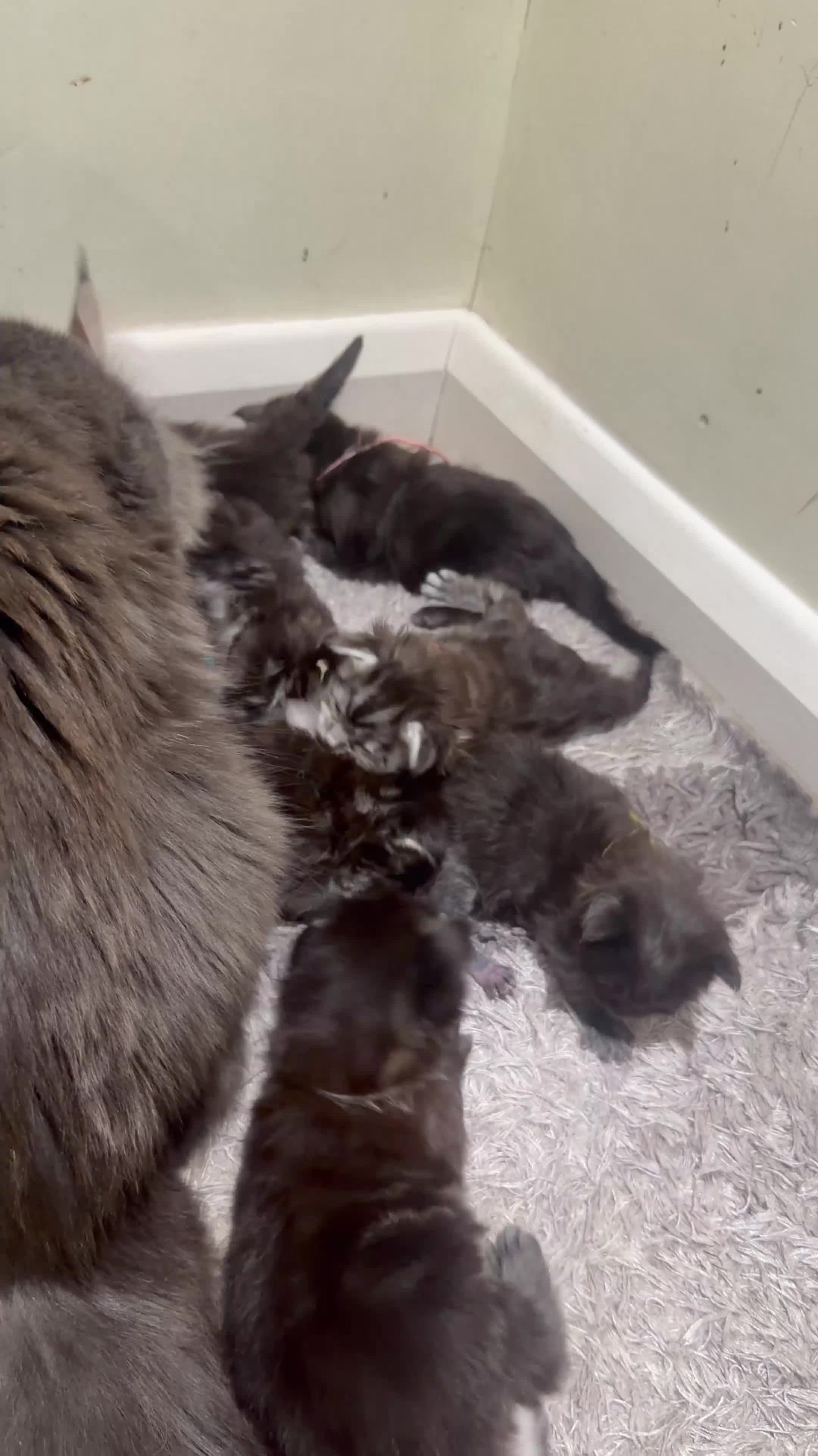 Maine Coon cats for sale: Last one! Ready 3rd May – European Bloodlines - Video 1