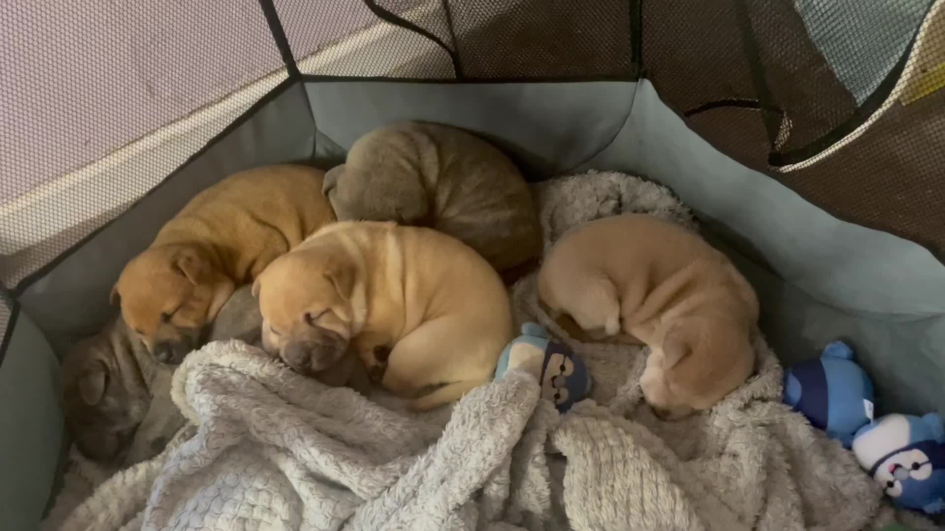 Mixed Breed dogs for sale: Staffie/sharpei pups  - Video 1