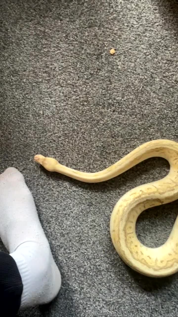 Python Snake reptiles for sale: Banana lesser pinstripe ball python - Video 4