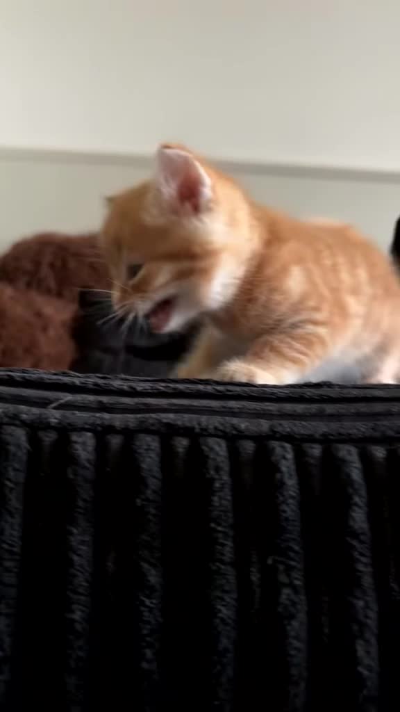 Mixed Breed cats for sale: 🐾 Adorable Kittens Looking for Loving Homes 🐾 in Milton Keynes - Video 1