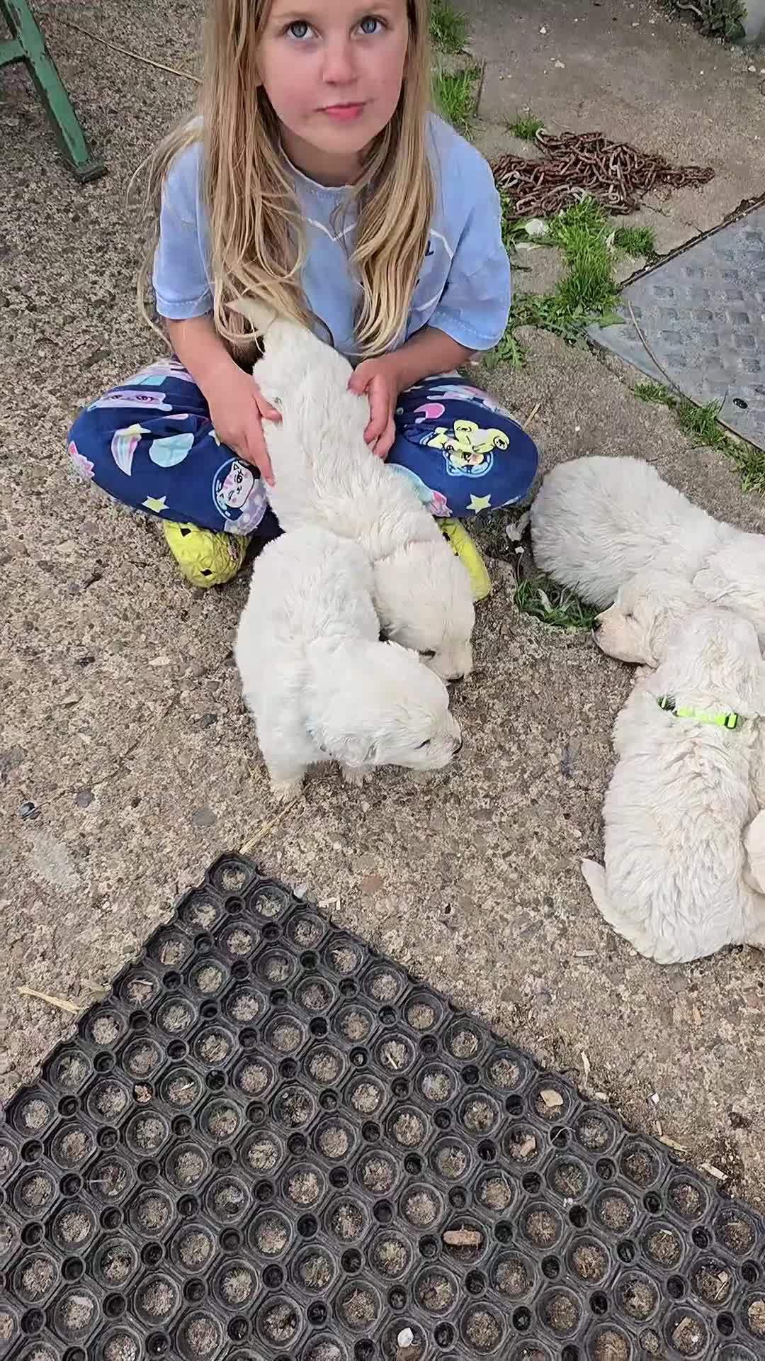 Pyrenean Mountain Dog dogs for sale: Polish tatra mountain dog - Video 1