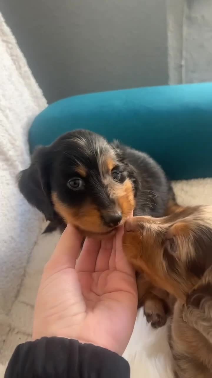 Miniature Dachshund dogs for sale: KC Long haired miniature dachshund puppies - Video 1