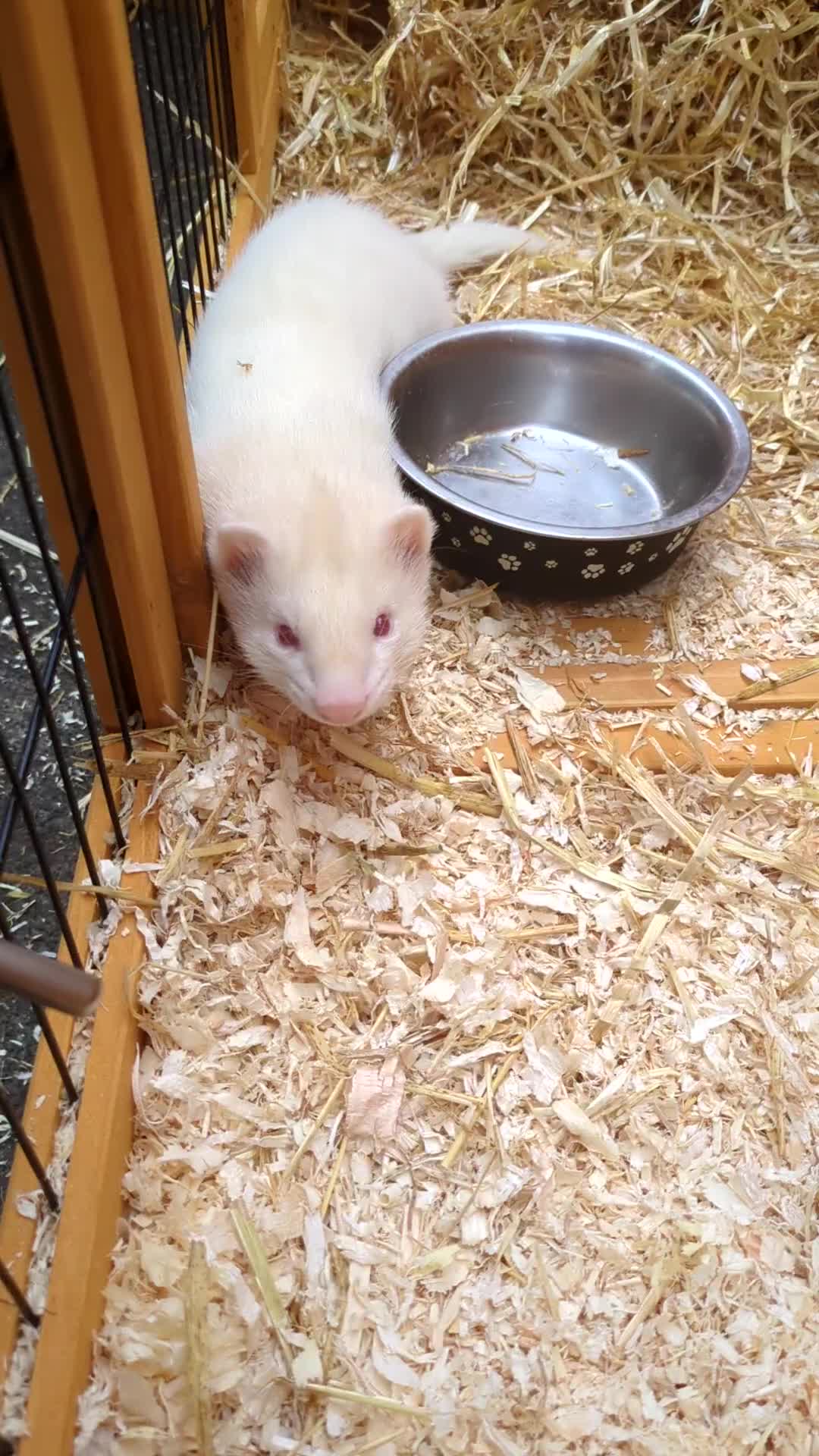 Ferret rodents for sale: Albino Ferret David Lister  - Video 1
