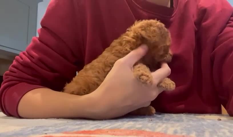 Toy Poodle dogs for sale: 🧸Beautiful red toy/asian poodle puppies 🧸  - Video 1