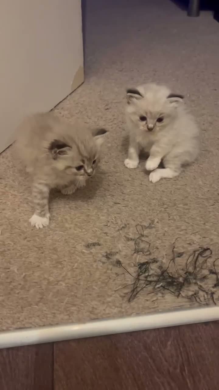 Ragdoll cats for sale: Ragdoll kitten Tica Registered  - Video 1
