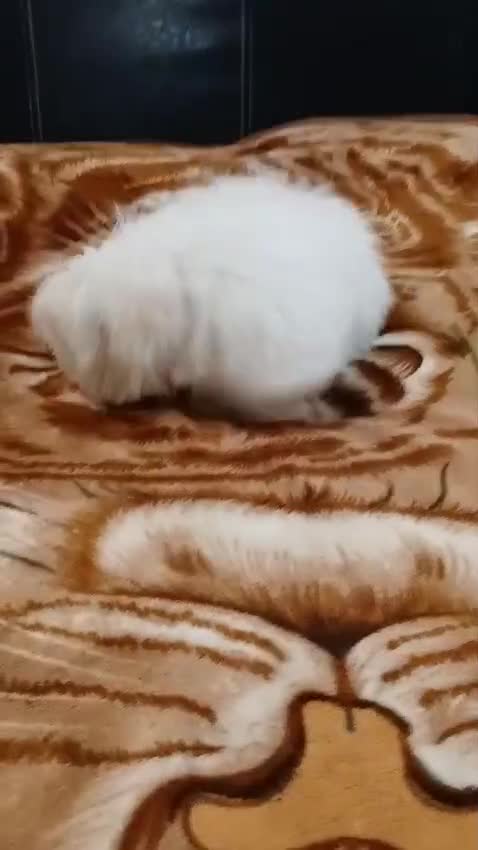 Maltese dogs for sale: BEAUTIFUL MALTESE PUPPIES - FROM LONDON . - Video 1