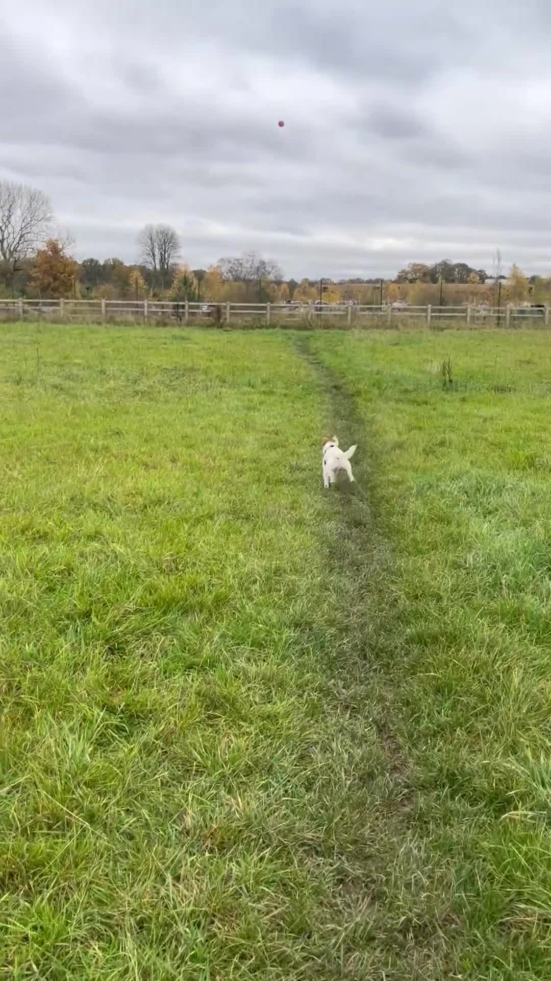 Jack Russell dogs for stud: Beautiful Jack Russell for Stud  - Video 1