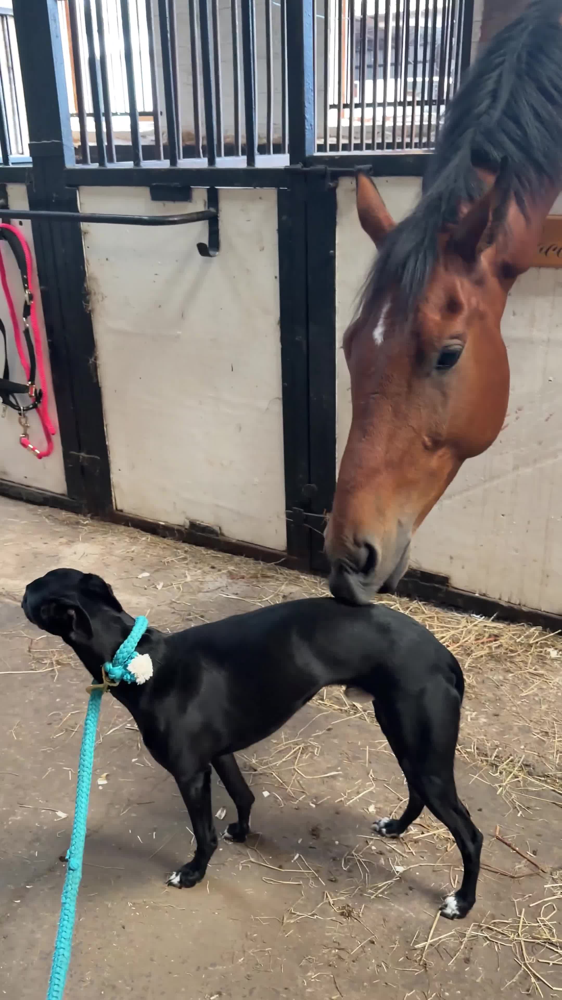 Whippet dogs for stud: Jett Black - Video 5
