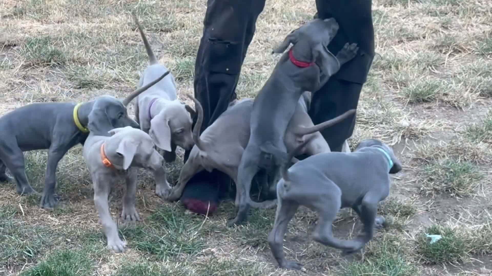 Weimaraner dogs for sale: 🌟READY 2 LEAVE🌟KC Reg Weimaraners 🩷💙 - Video 3